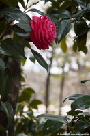La flore au parc Kitanomaru